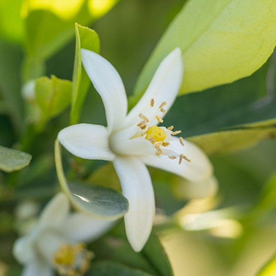 Neroli Organic